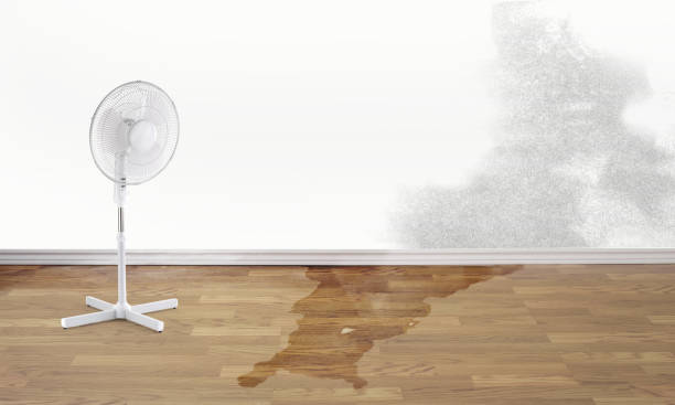 Best Carpet water damage restoration  in Auburn, NY